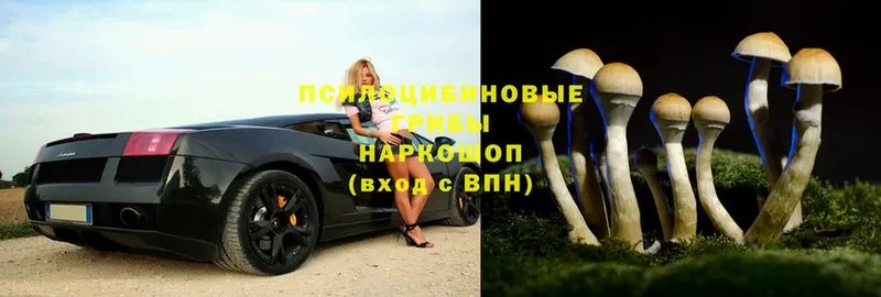 как найти   Мурино  Псилоцибиновые грибы Psilocybe 